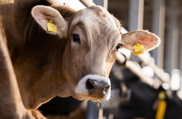 Cow at feeding station