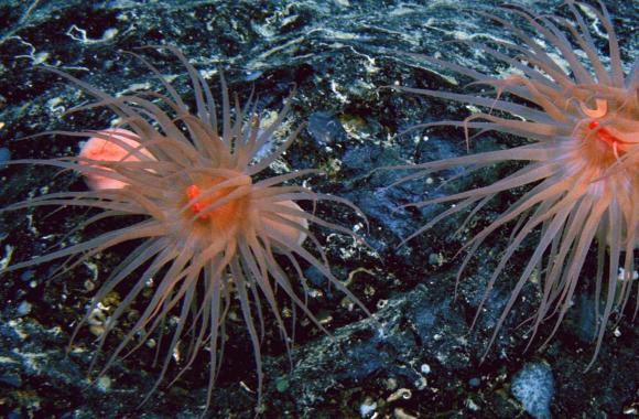 An image of a seafloor featuring two pinkish-orange anemones