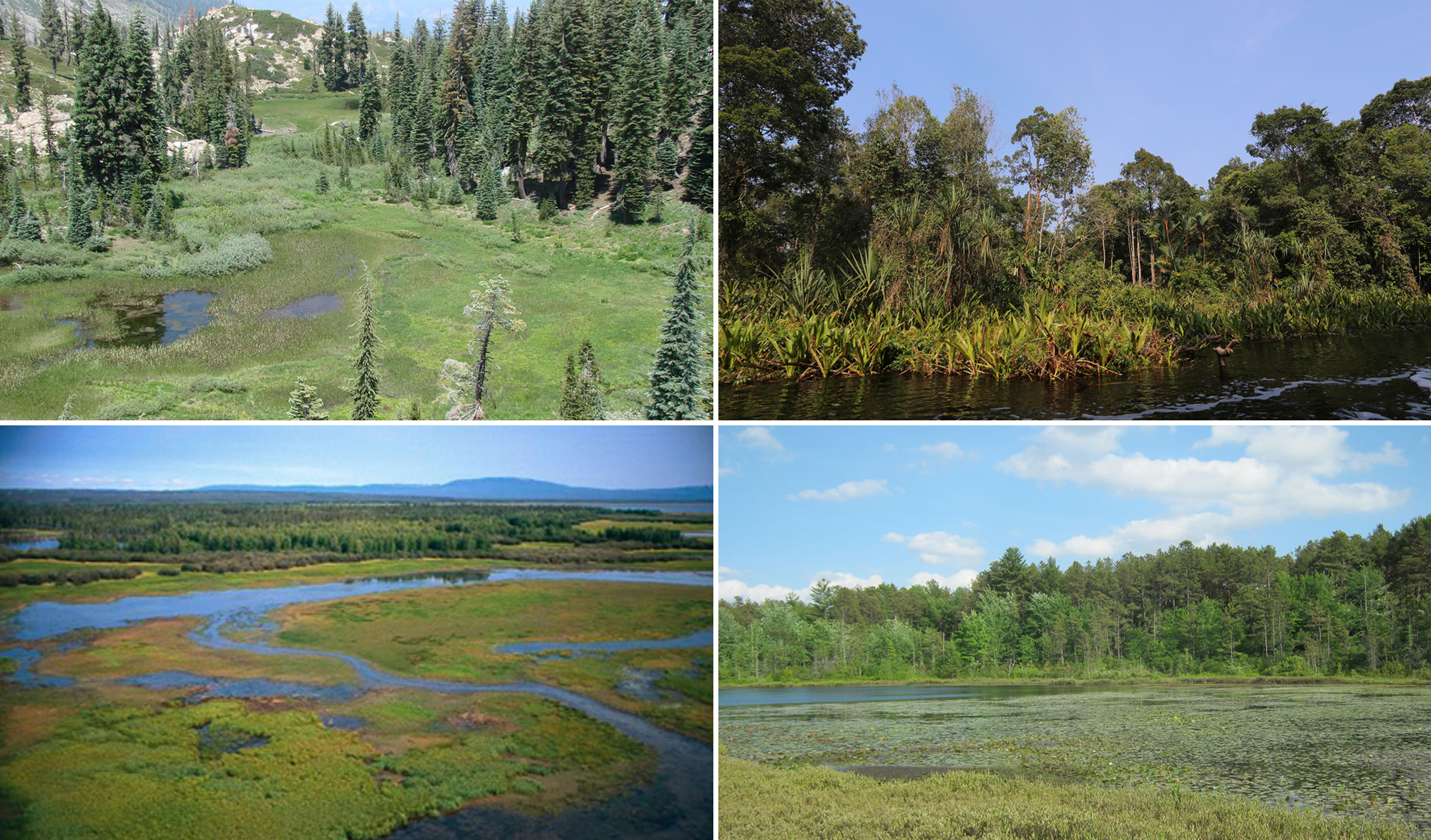Examples of peatland types