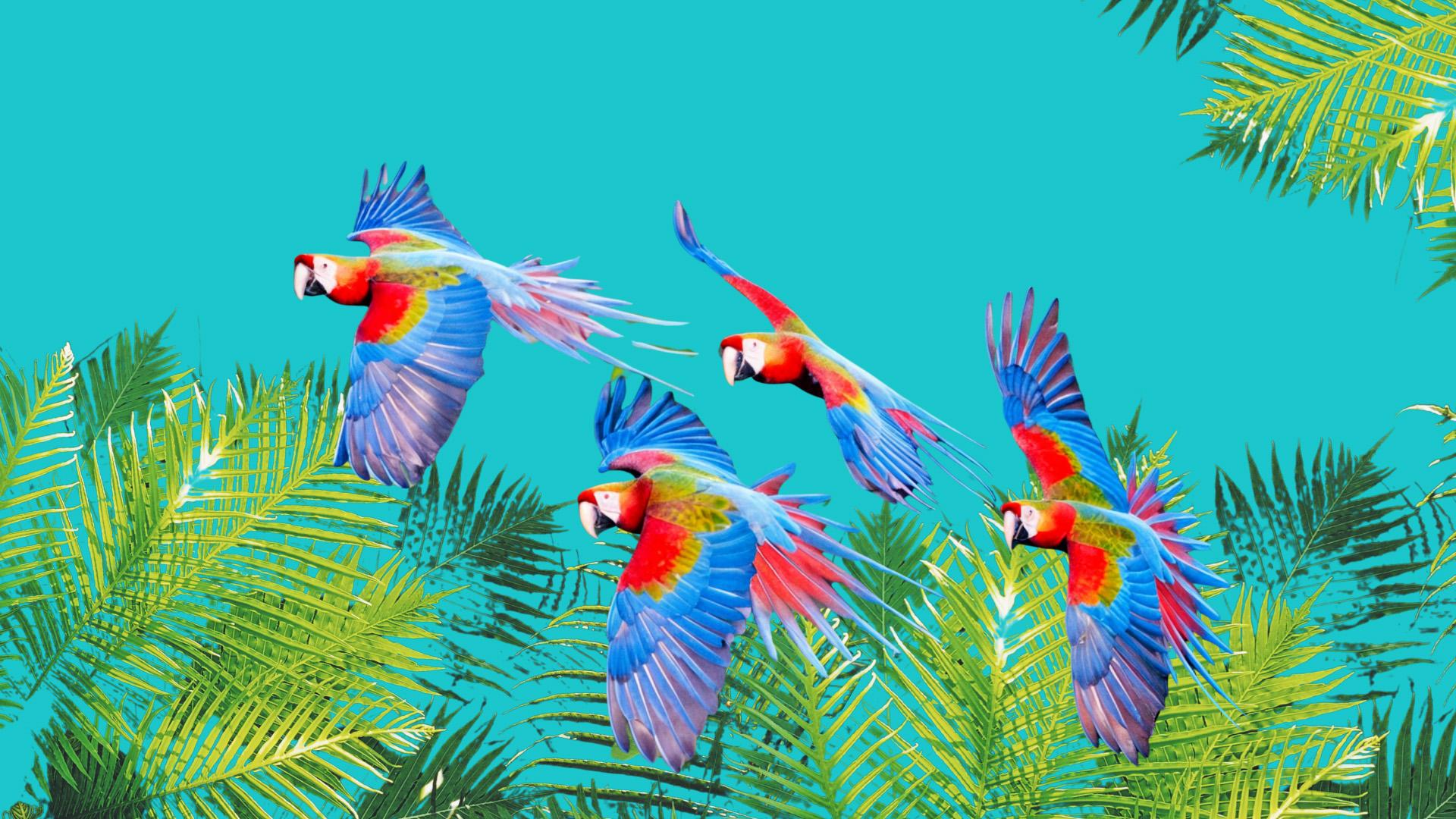 An image of parrots flying over a tropical forest