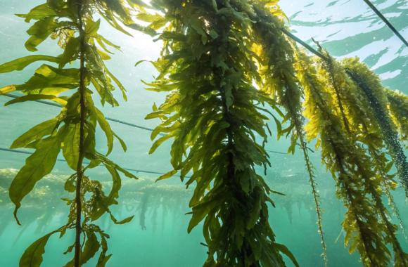 An image of kelp suspended in the water column