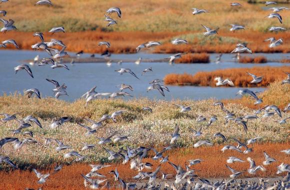 Birds flying over wetland