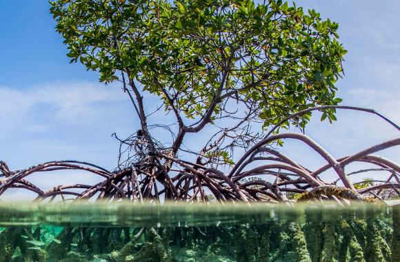 Mangroves with roots underwater