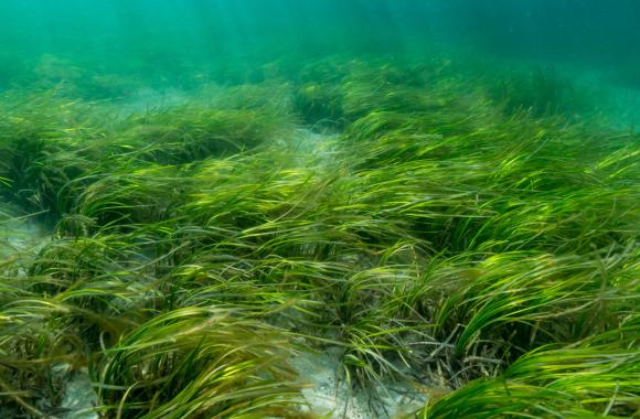 Seagrasses