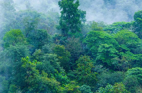 Tropical forests
