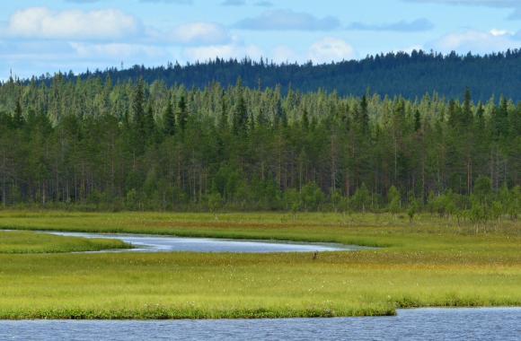 boreal peatland