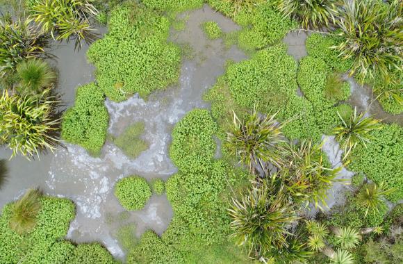 Subtropical peatland