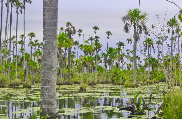 Tropical peatland
