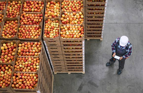 Apples in crates with worker on tablet