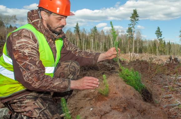 person planting trees