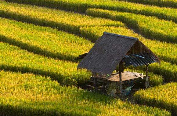 Rice field