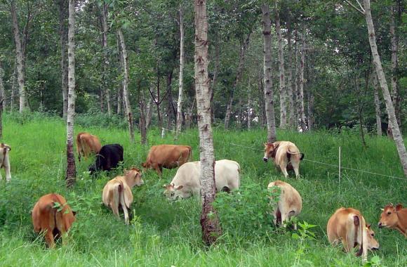 Cows grazing among trees