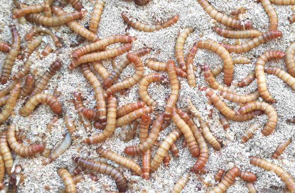 An image of grubs being reared for consumption