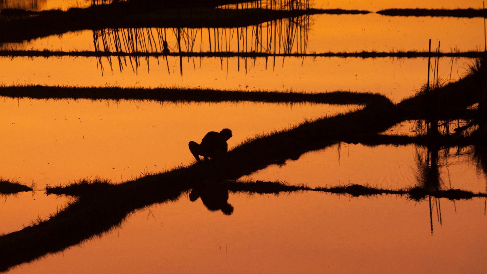 An image of a man in a rice paddy at sunset